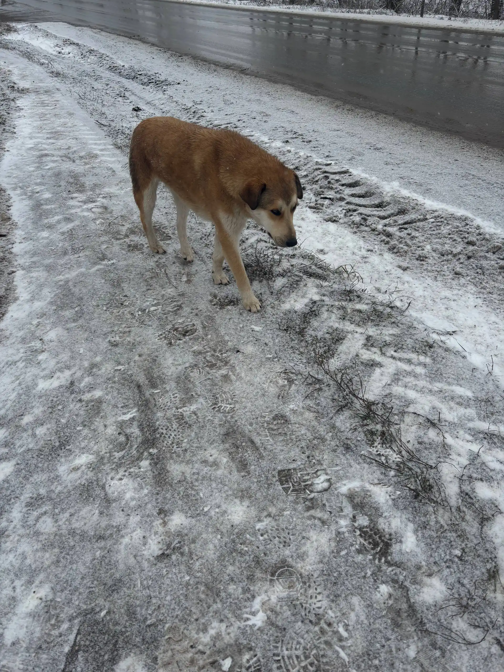 Три неразлучные собаки ищут дом перед Новым годом
