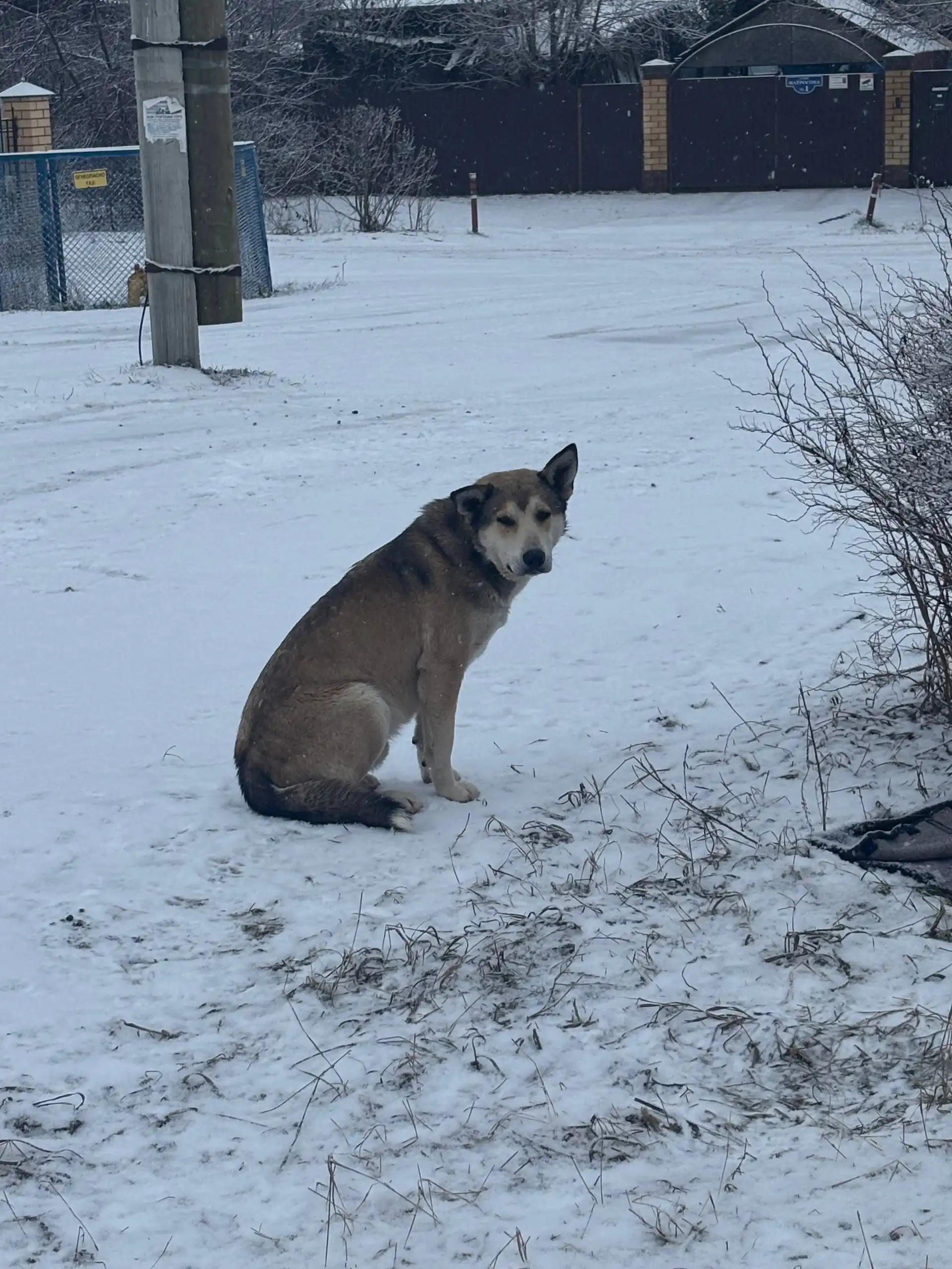 Три неразлучные собаки ищут дом перед Новым годом
