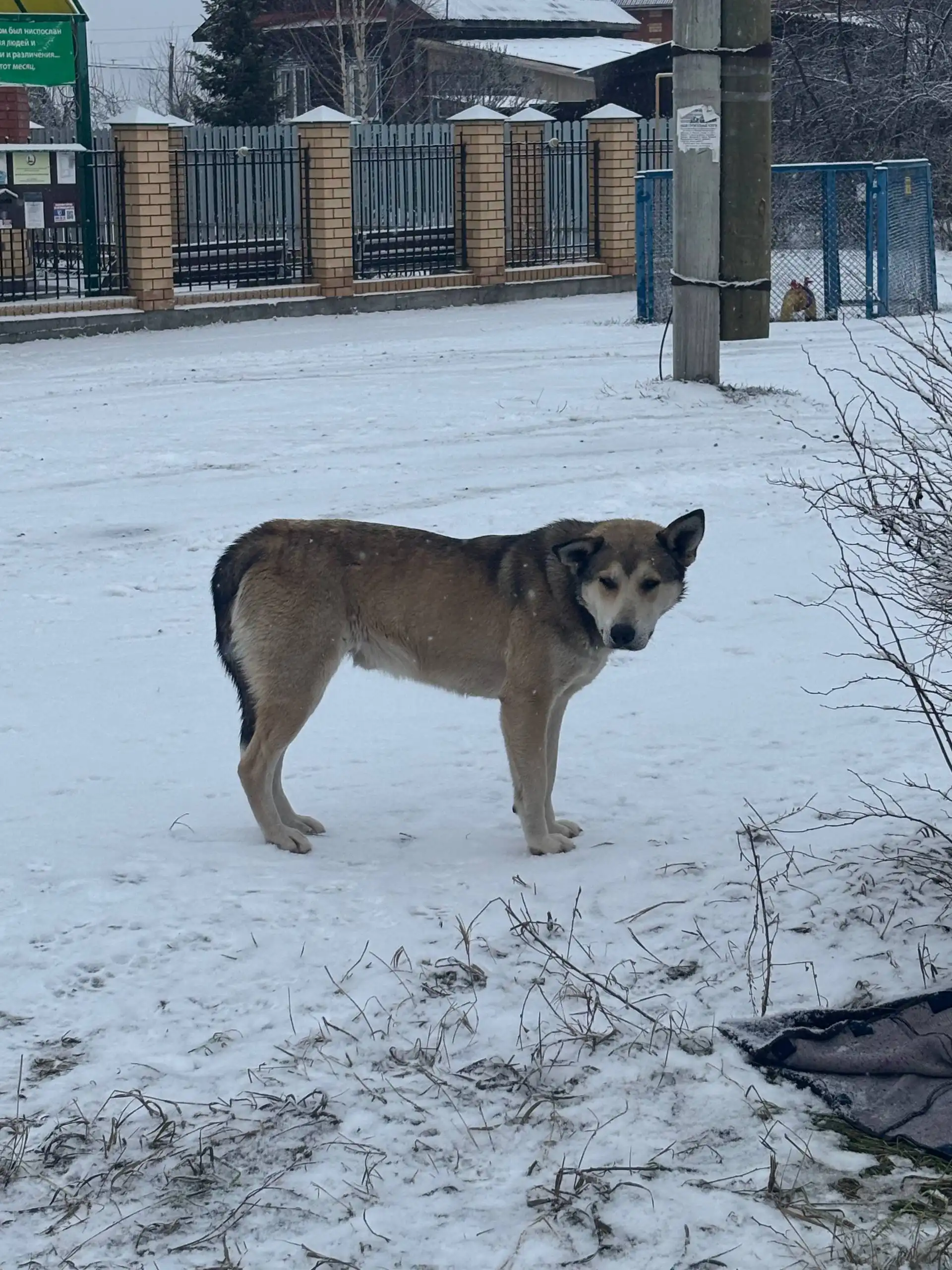 Три неразлучные собаки ищут дом перед Новым годом