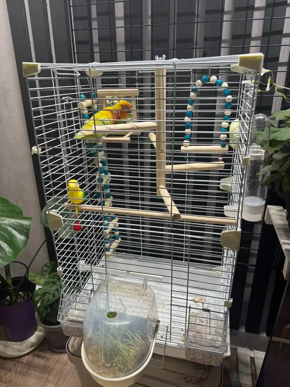 Продам попугая с клеткой