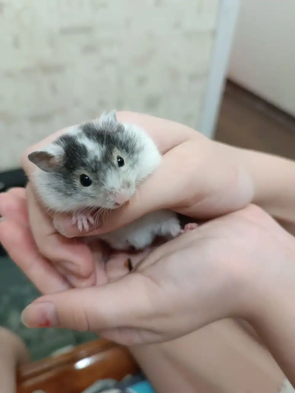 Продажа сирийских хомяков разного окраса