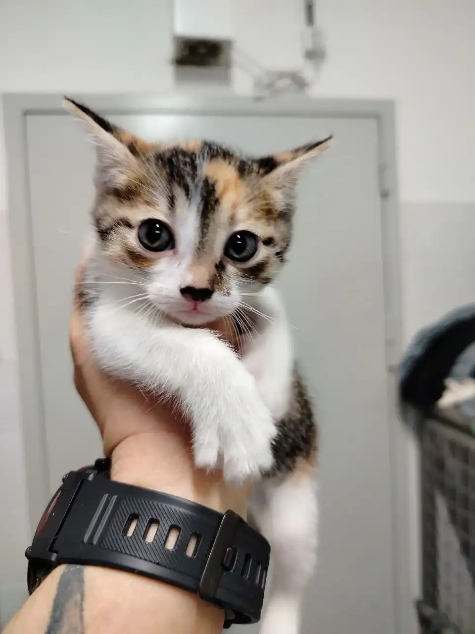 Котята из приюта ищут дом