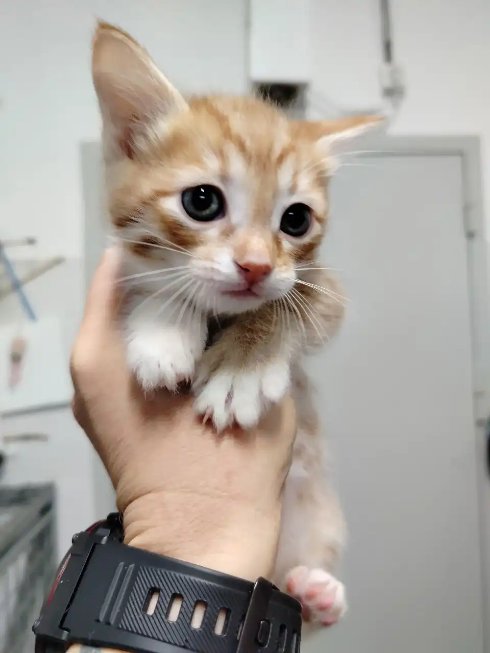 Котята из приюта ищут дом