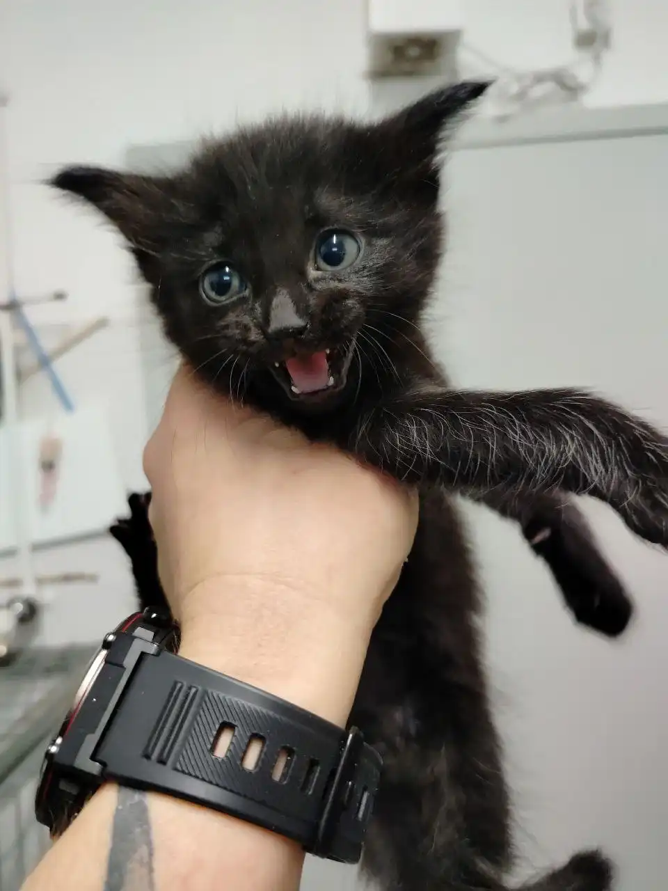 Котята из приюта ищут дом