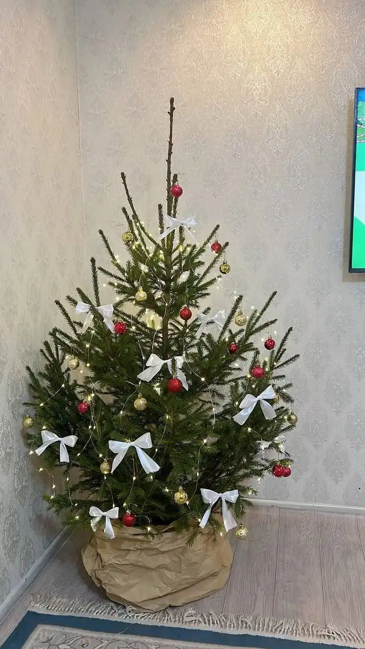 Продажа живых новогодних ёлок и еловых веток