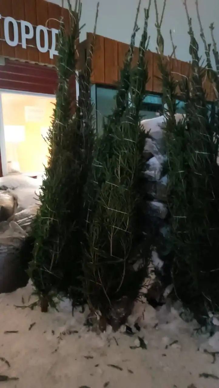 Продажа живых новогодних ёлок и еловых веток