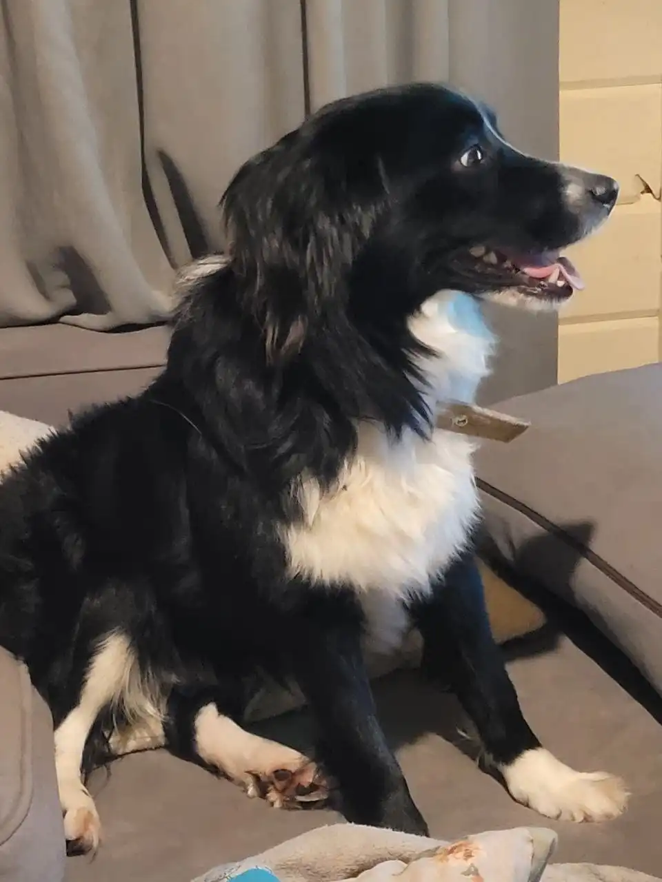 Ищет дом мини бордер колли Арчи