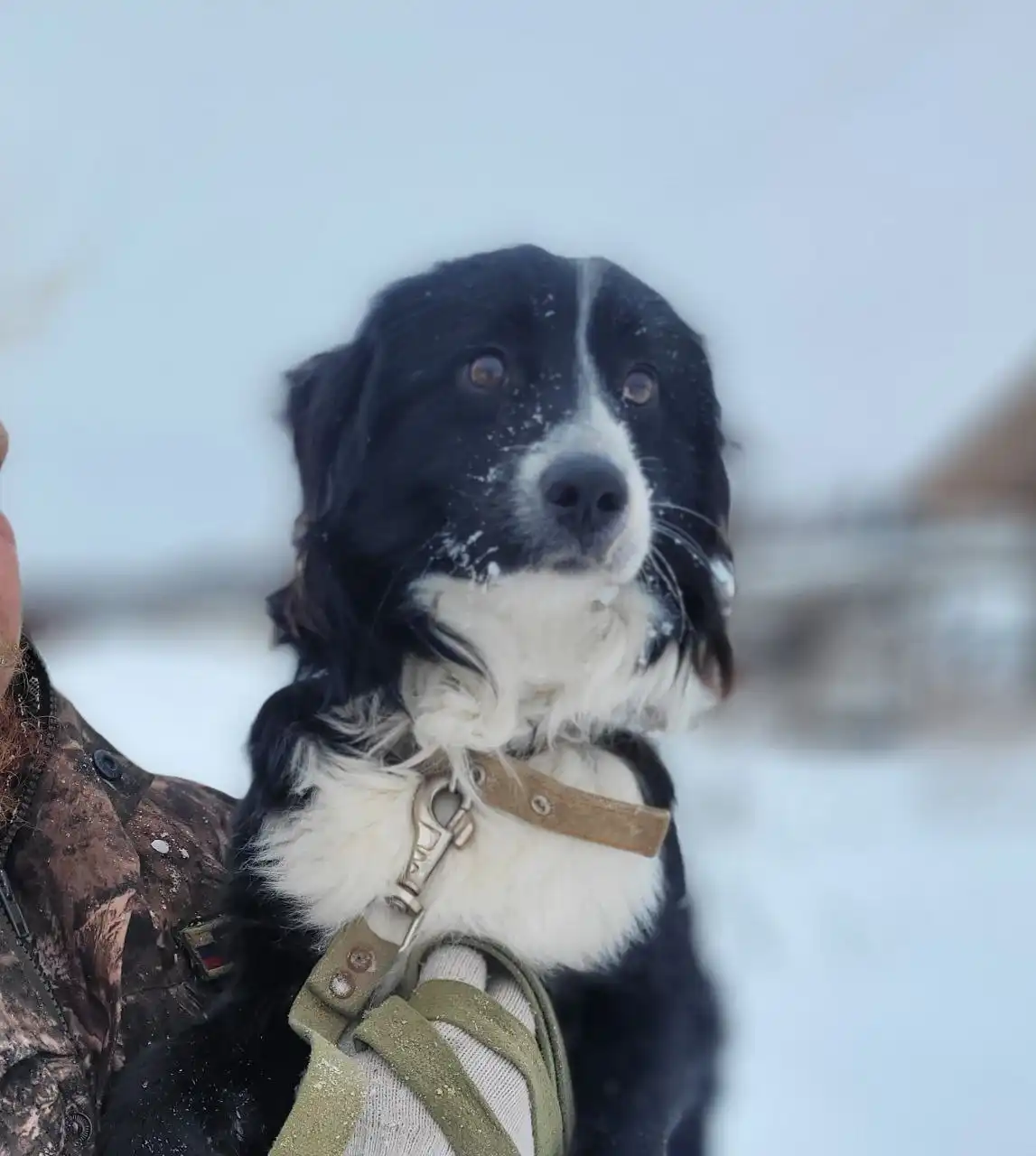 Ищет дом мини бордер колли Арчи