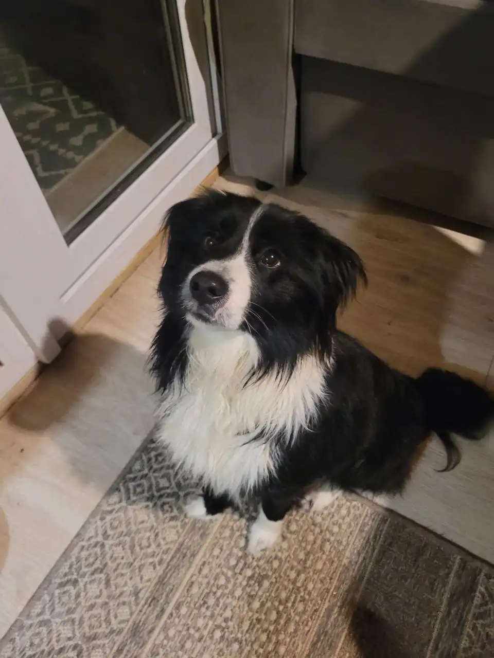 Ищет дом мини бордер колли Арчи