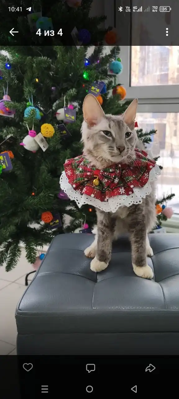 Котенок Вельзевул из приюта ищет хозяев