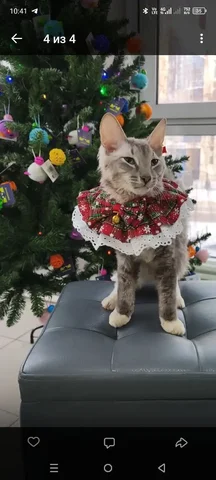 Котенок Вельзевул из приюта ищет хозяев - Животные в Кондратово