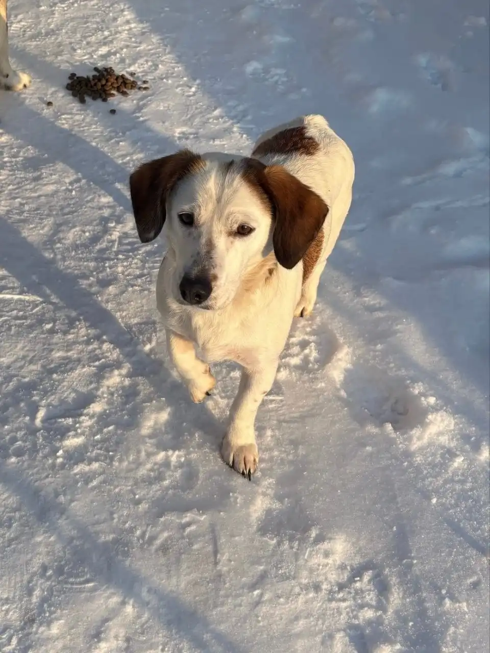 Срочно нужна передержка для собаки с улицы