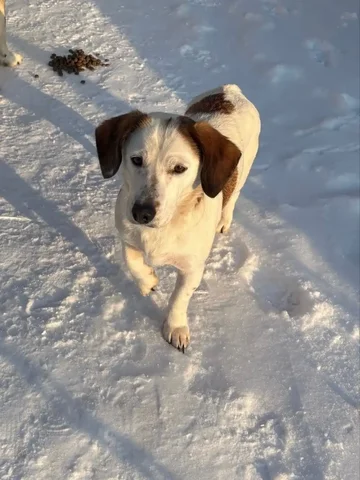 Срочно нужна передержка для собаки с улицы - Животные в Кондратово