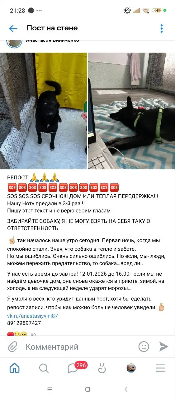 Хвостатый друг в Кондратово - Животные в Кондратово