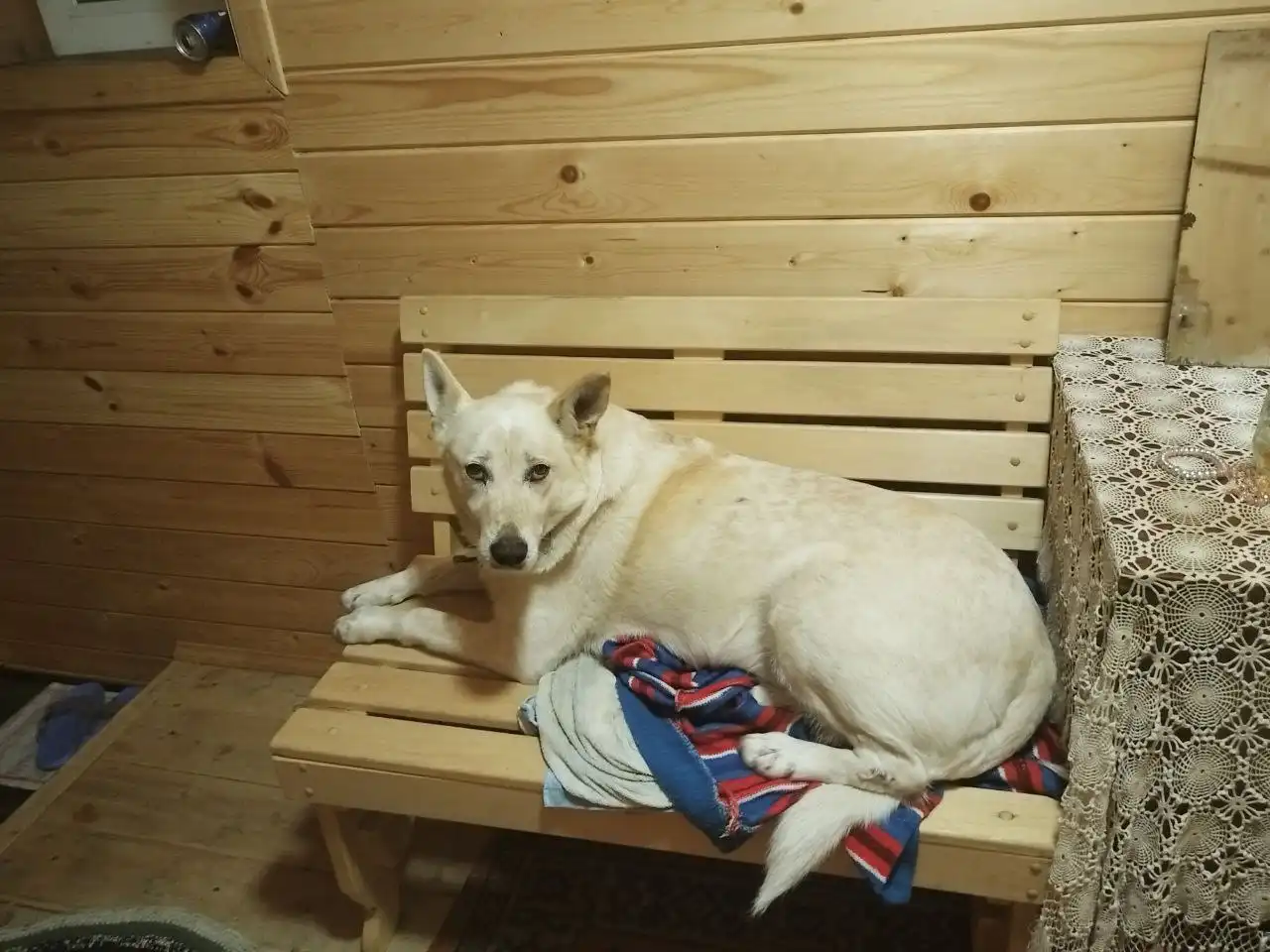 Пропала собака Умка в районе Медового - Потерянные животные (Животные) в Кондратово