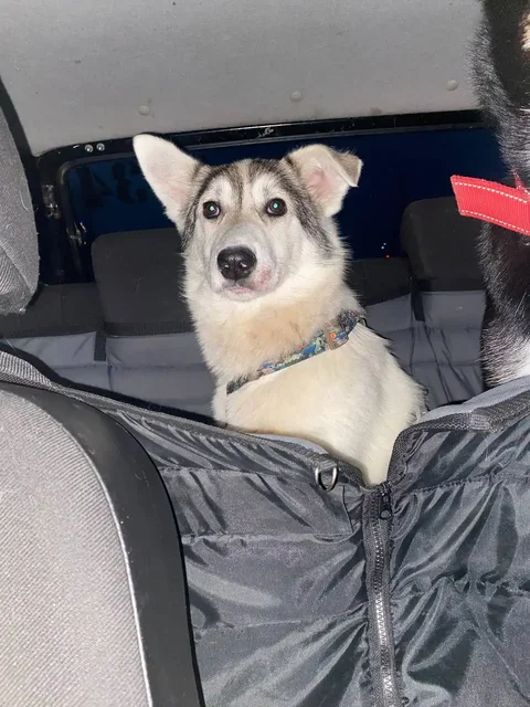 Отдам в добрые руки нежную и ласковую собаку - частное объявление в Кондратово