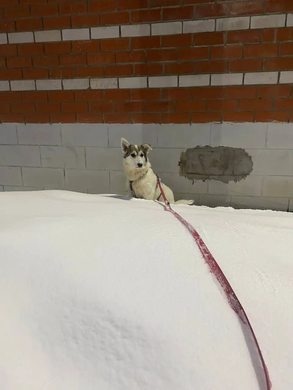 Отдам в добрые руки нежную и ласковую собаку - Собаки (Животные) в Кондратово