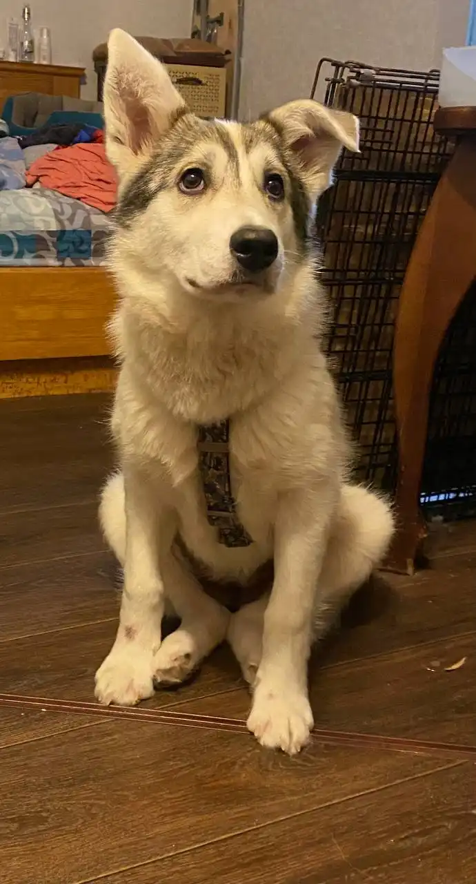 Отдам в добрые руки нежную и ласковую собаку - Собаки (Животные) в Кондратово