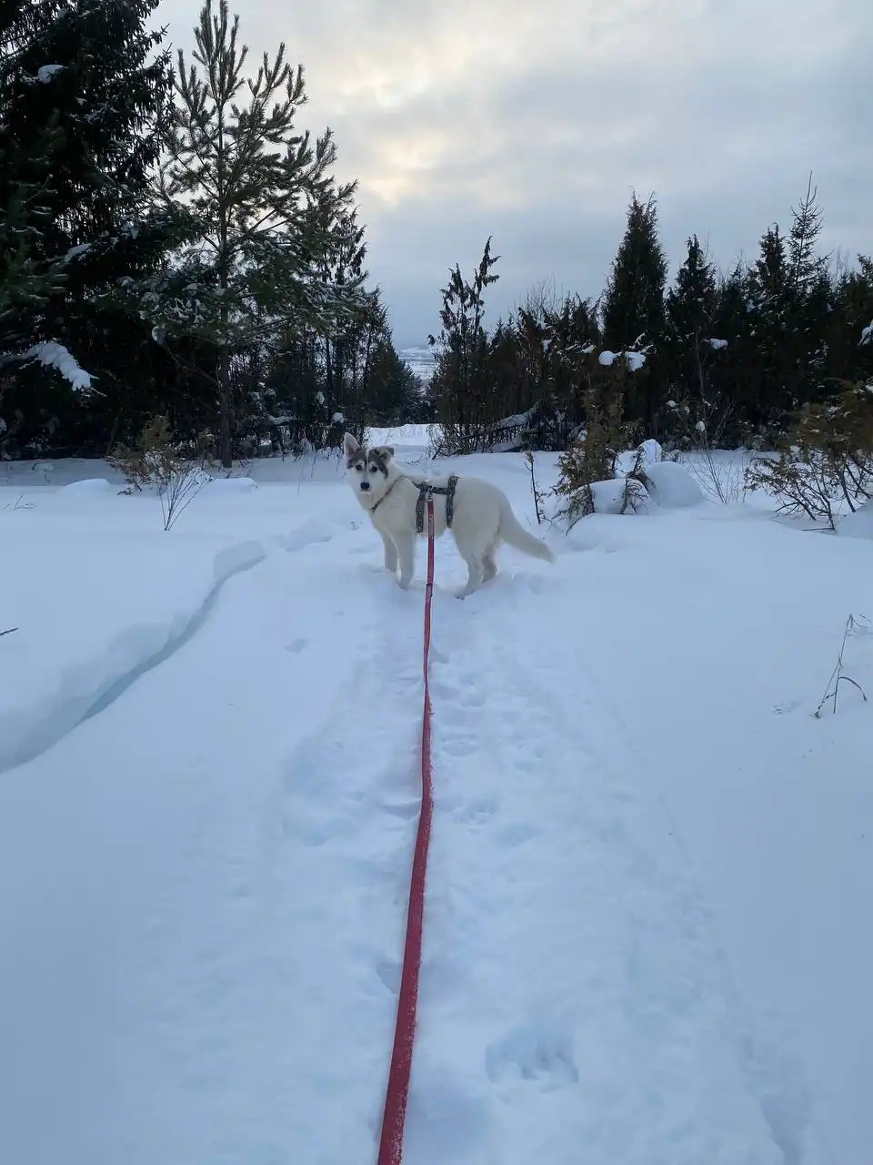 Отдам в добрые руки нежную и ласковую собаку - Собаки (Животные) в Кондратово
