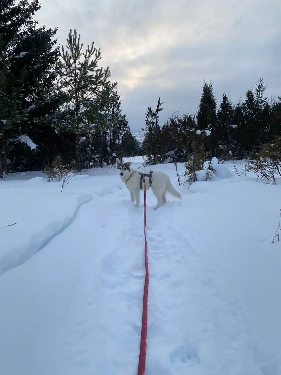 Отдам в добрые руки нежную и ласковую собаку - Собаки (Животные) в Кондратово