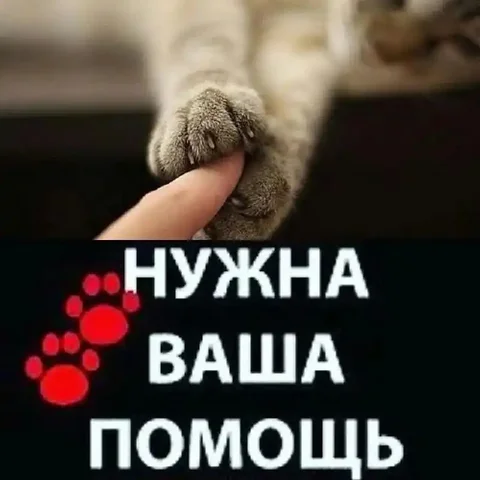 Нужен картон для приюта животных - Потерянные животные в Кондратово