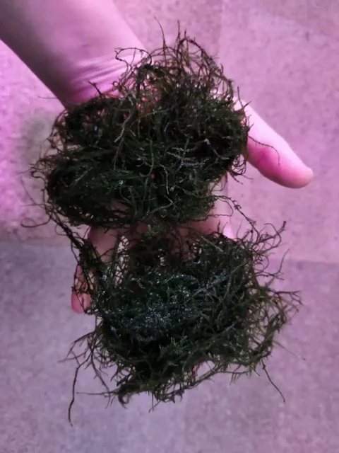 Продажа аквариумных растений и животных в Кондратово - Аквариумистика в Кондратово