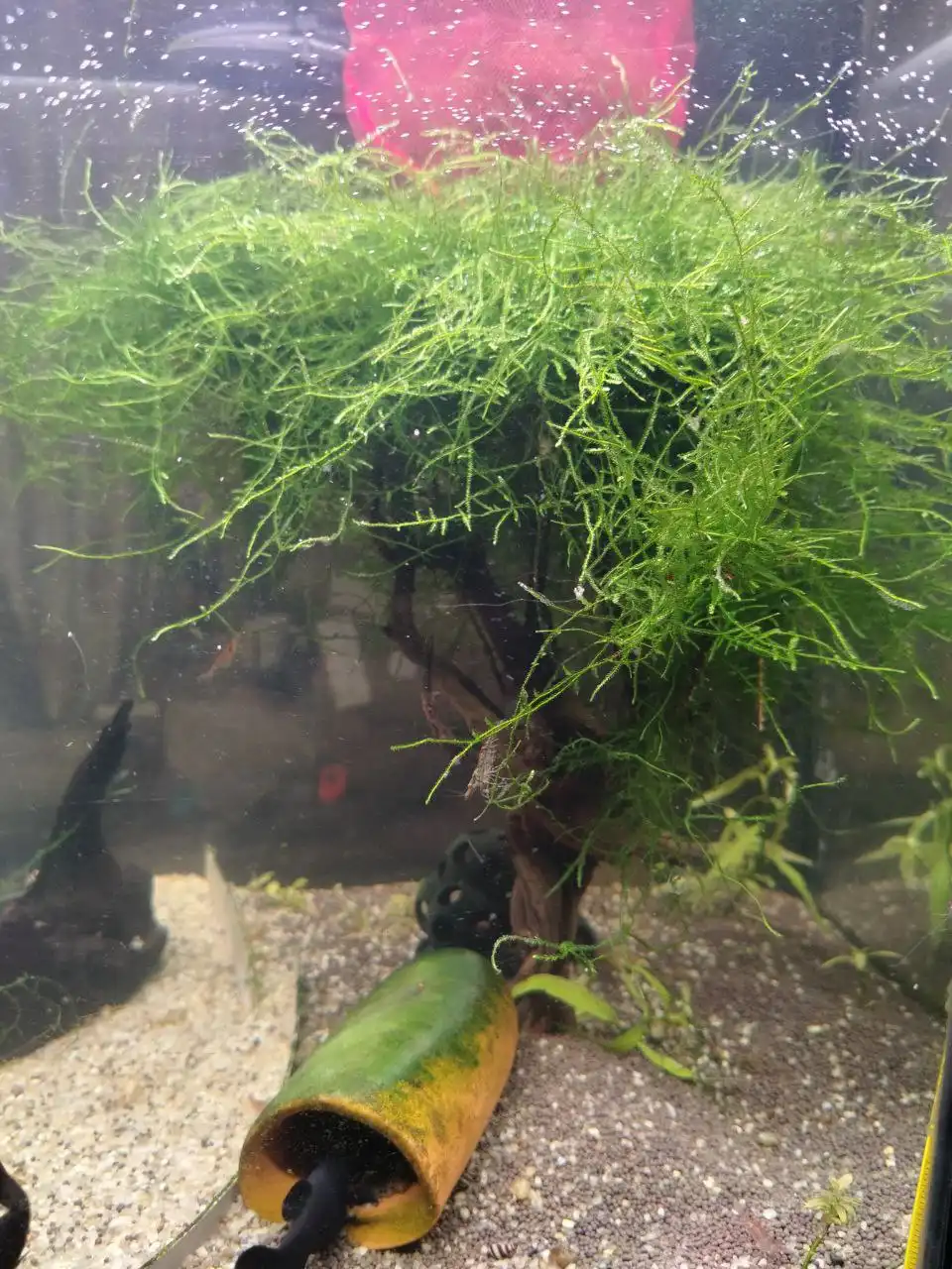 Продажа аквариумных растений и животных в Кондратово - Аквариумистика (Хобби и отдых) в Кондратово
