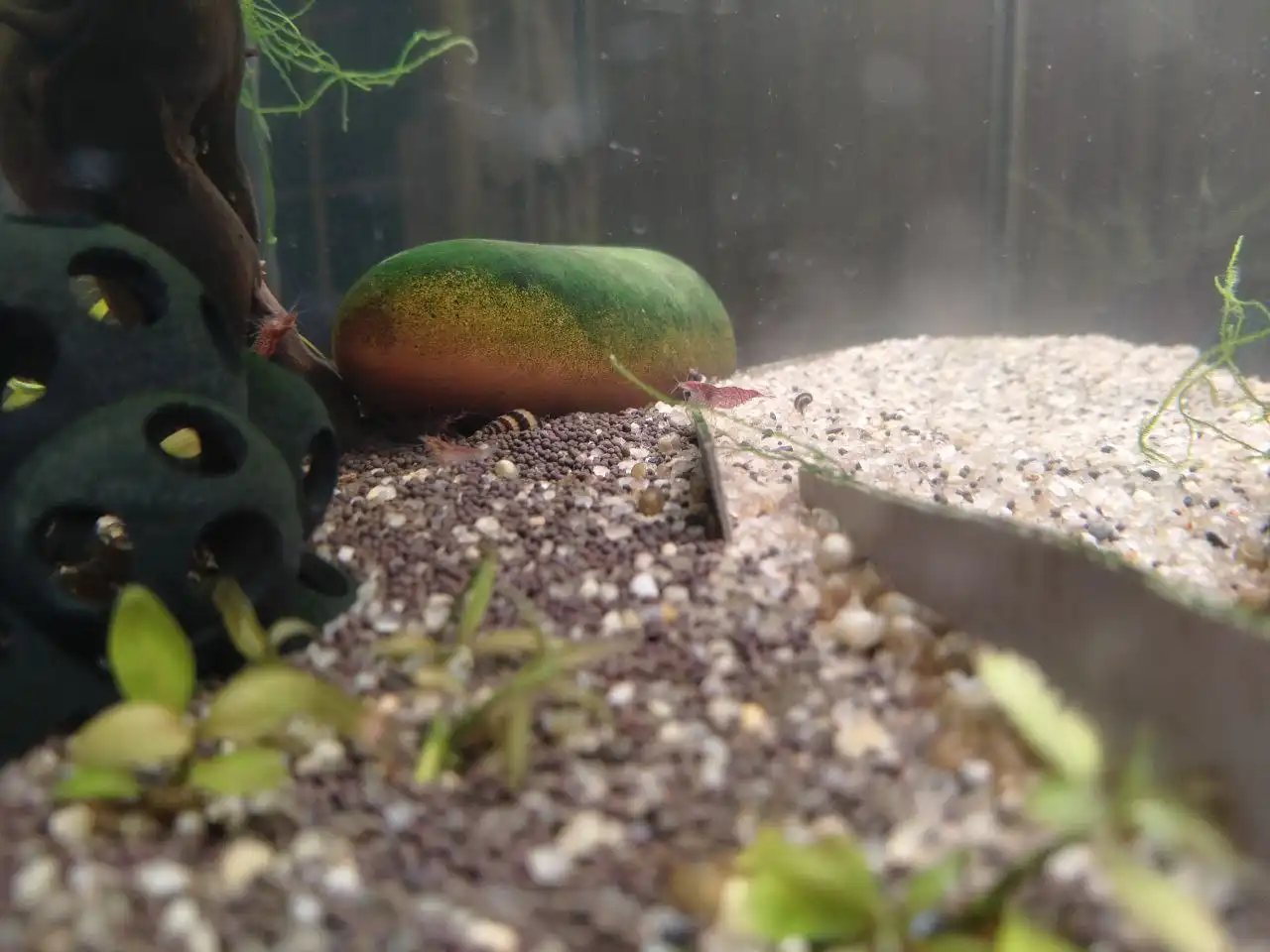 Продажа аквариумных растений и животных в Кондратово - Аквариумистика (Хобби и отдых) в Кондратово