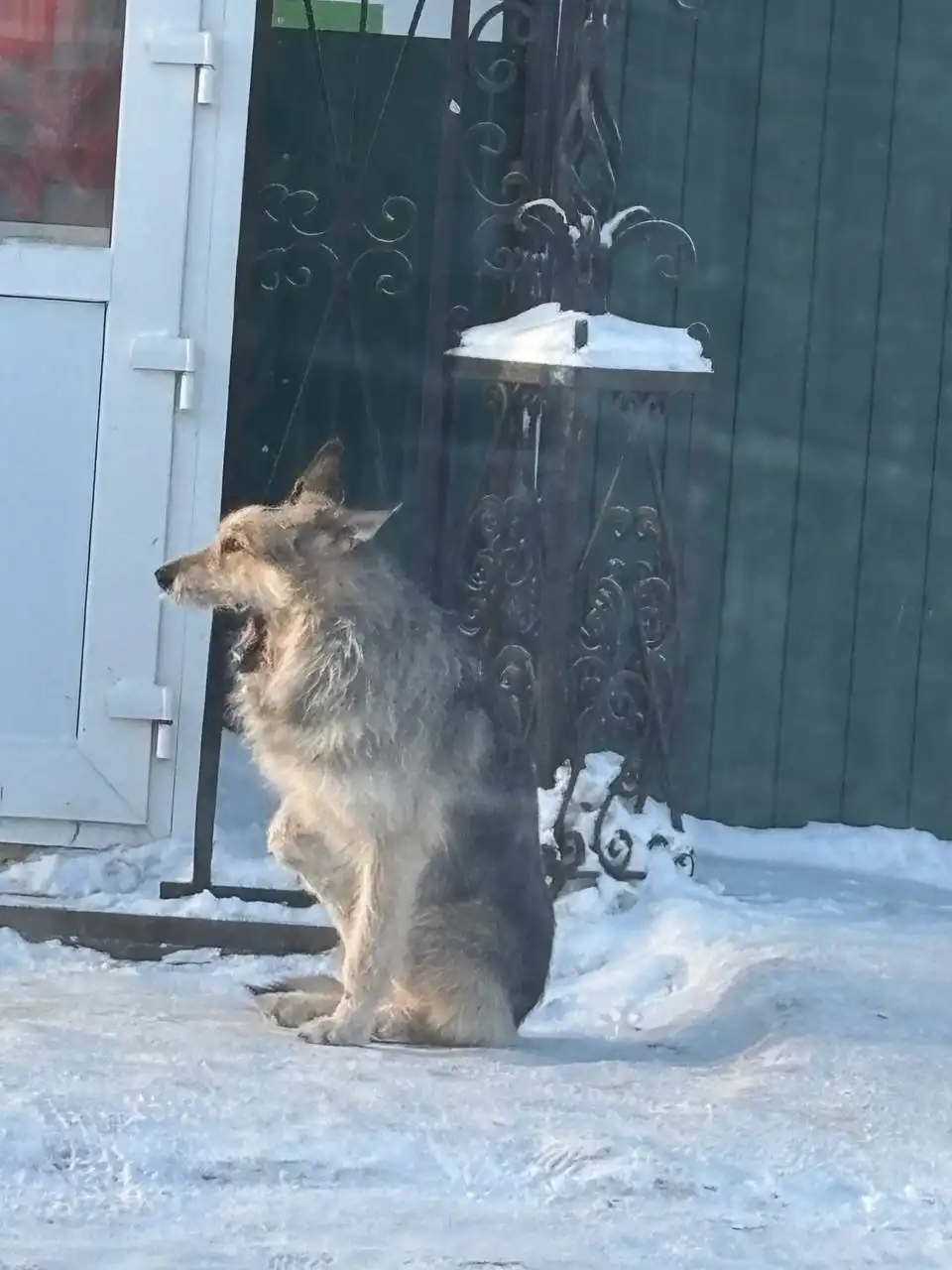 Продажа кошки около остановки в Кондратово - Кошки (Животные) в Кондратово
