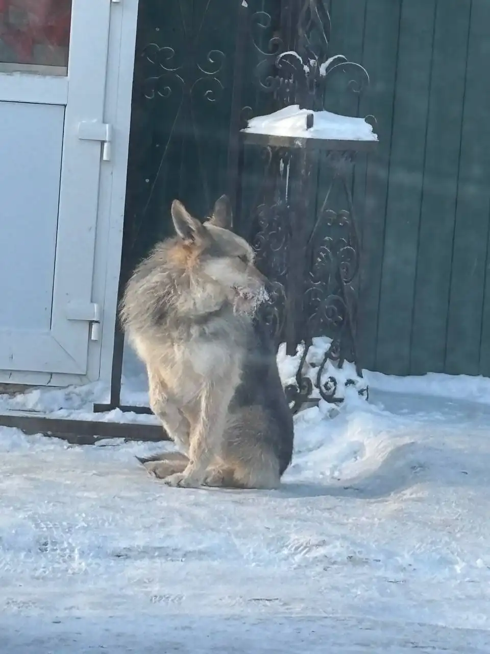 Найден потерявшийся питомец в Кондратово - Найденные животные (Животные) в Кондратово