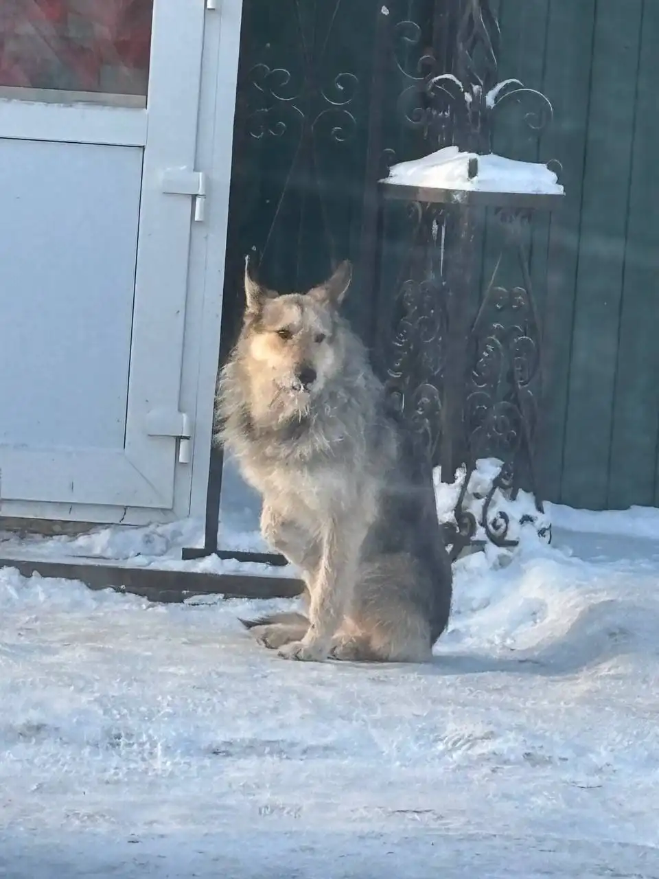 Найден потерявшийся питомец в Кондратово - Найденные животные (Животные) в Кондратово