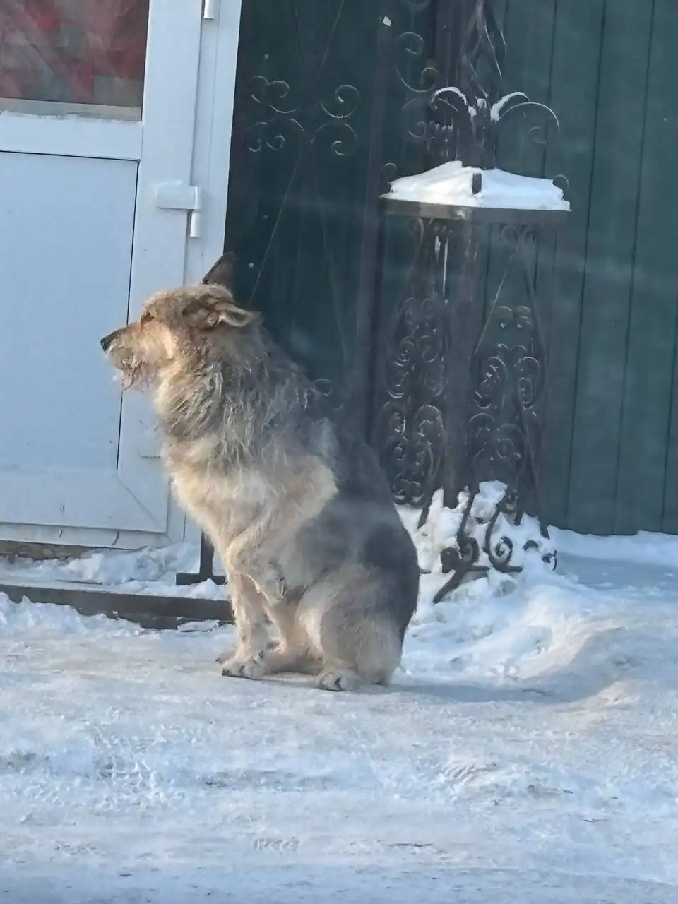 Найден потерявшийся питомец в Кондратово - Найденные животные (Животные) в Кондратово