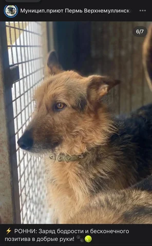 Похожий на собаку из приюта - частное объявление в Кондратово