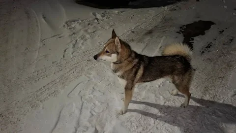 Найдена собака кобель с зеленым ошейником - Товары для животных в Кондратово