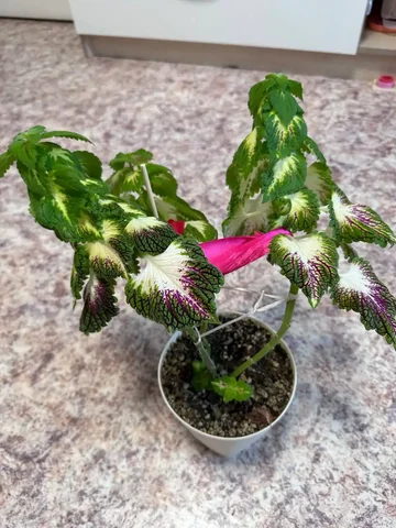 Бесплатно, с возвращением горшка - null в Кондратово