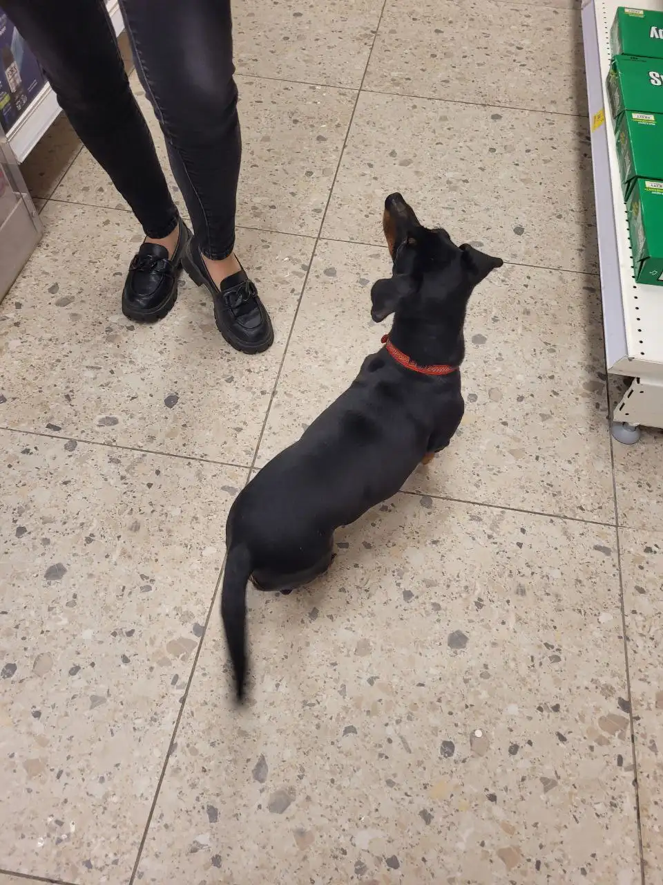 Потерявшееся животное в Кондратово - Потерялись/Найдены (Животные) в Кондратово