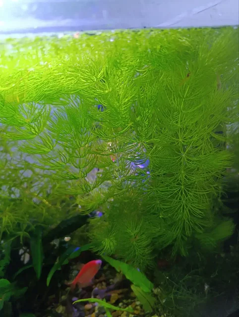 Роголистник кубинский и наяс для аквариума - Настольные игры в Кондратово