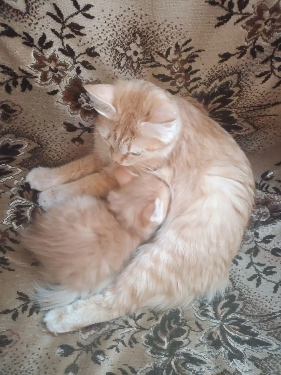 Котёнок мальчик в добрые руки - Кошки (Животные) в Кондратово