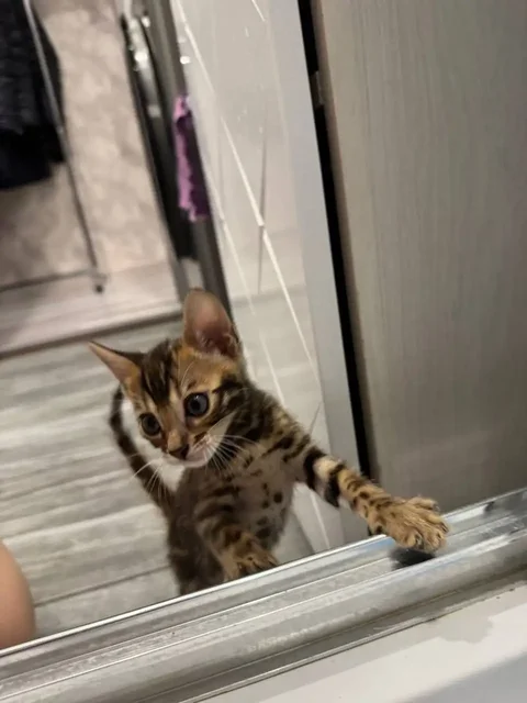 Котята ищут хозяина - Животные в Кондратово