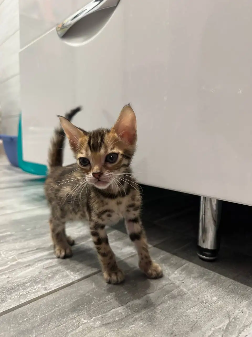 Котята ищут хозяина - Кошки (Животные) в Кондратово