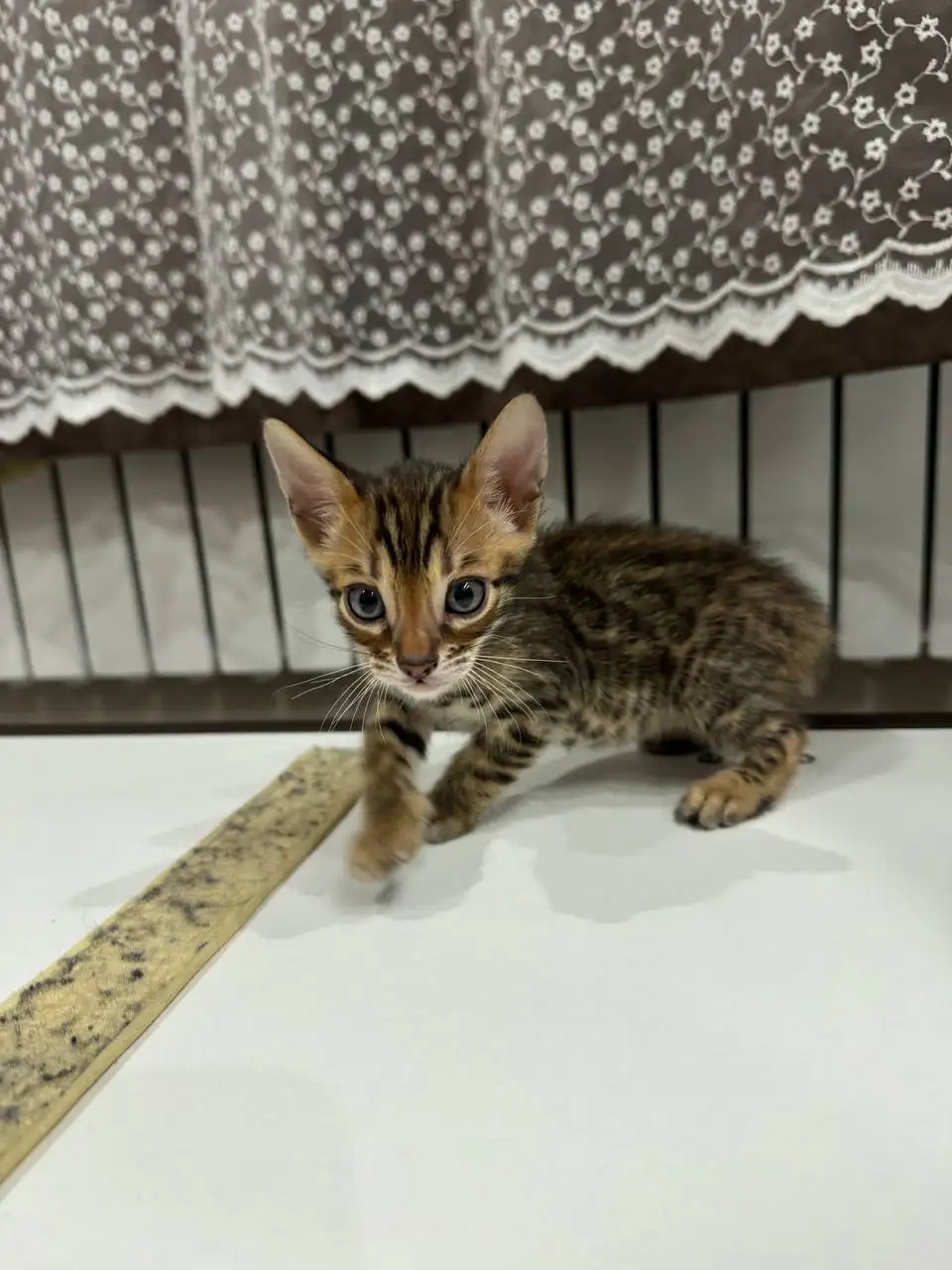 Котята ищут хозяина - Кошки (Животные) в Кондратово