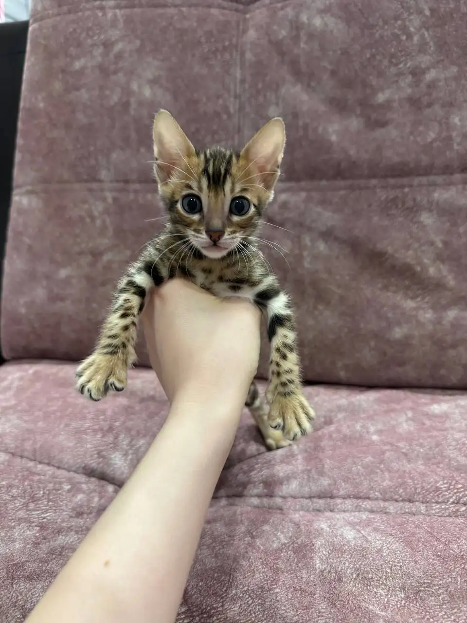 Котята ищут хозяина - Кошки (Животные) в Кондратово