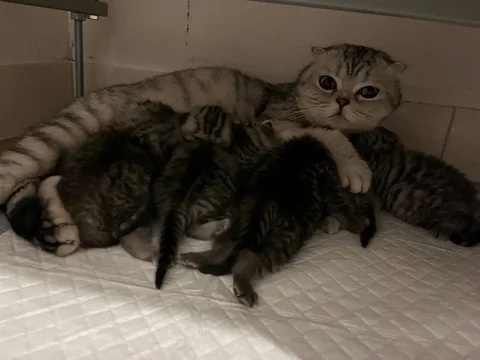 Шотландские котята для бронирования - Животные в Кондратово