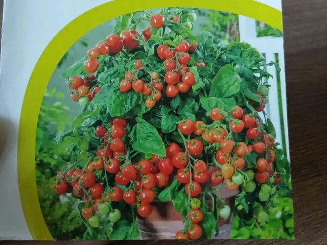 Продажа рассады балконных помидоров - Спортивные товары в Кондратово