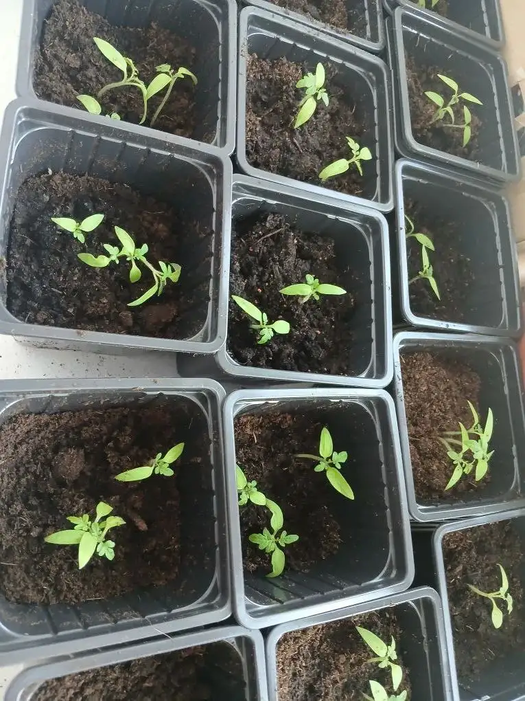 Продажа рассады балконных помидоров - Растения (Хобби и отдых) в Кондратово