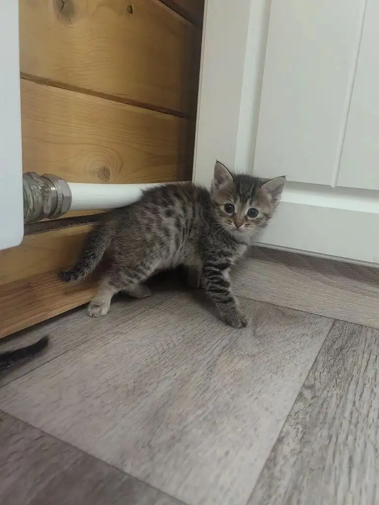 Кошечки ищут дом - Кошки (Животные) в Кондратово