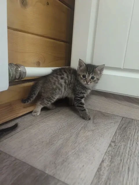 Кошечки ищут дом - Кошки в Кондратово