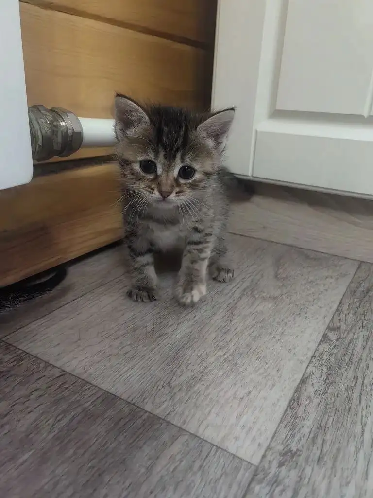 Кошечки ищут дом - Кошки (Животные) в Кондратово