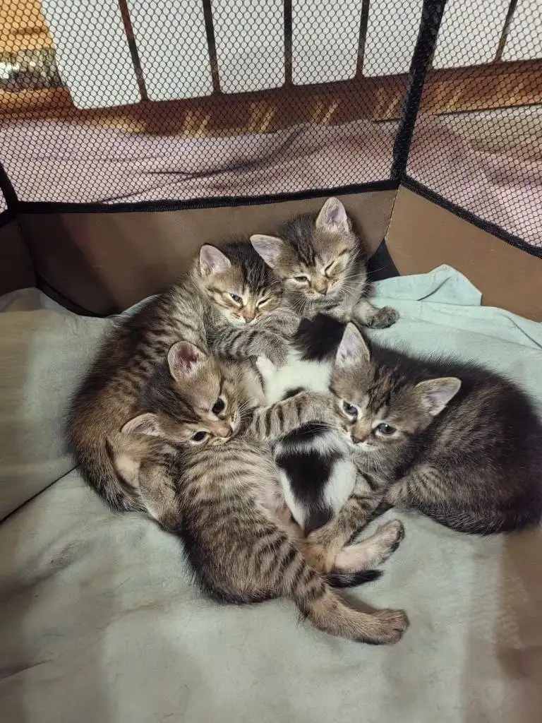 Кошечки ищут дом - Кошки (Животные) в Кондратово