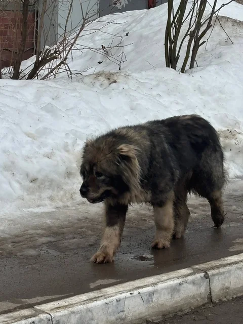Найденный кот возле библиотеки - Кошки в Кондратово